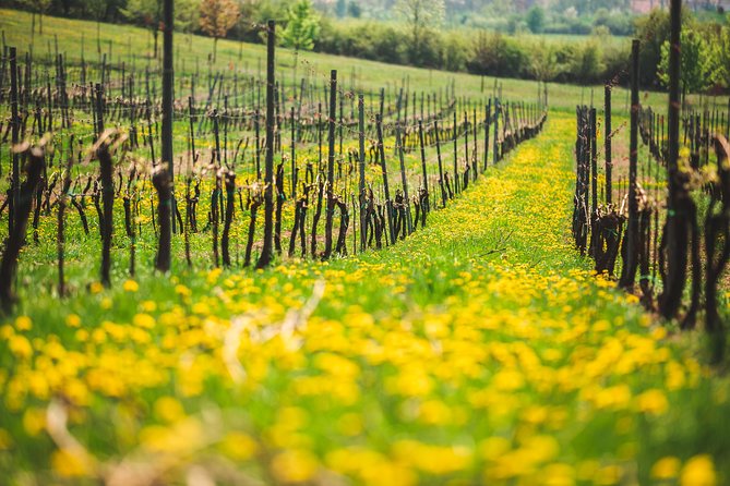 A delightful wine tasting in the scenic countryside with lunch - The vineyards and the Jewish cemetery