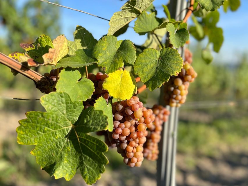 Czech Vineyards and Wine Tasting 4WD Tour with Lunch - From Prague to Třebívlice by comfortable 4WD