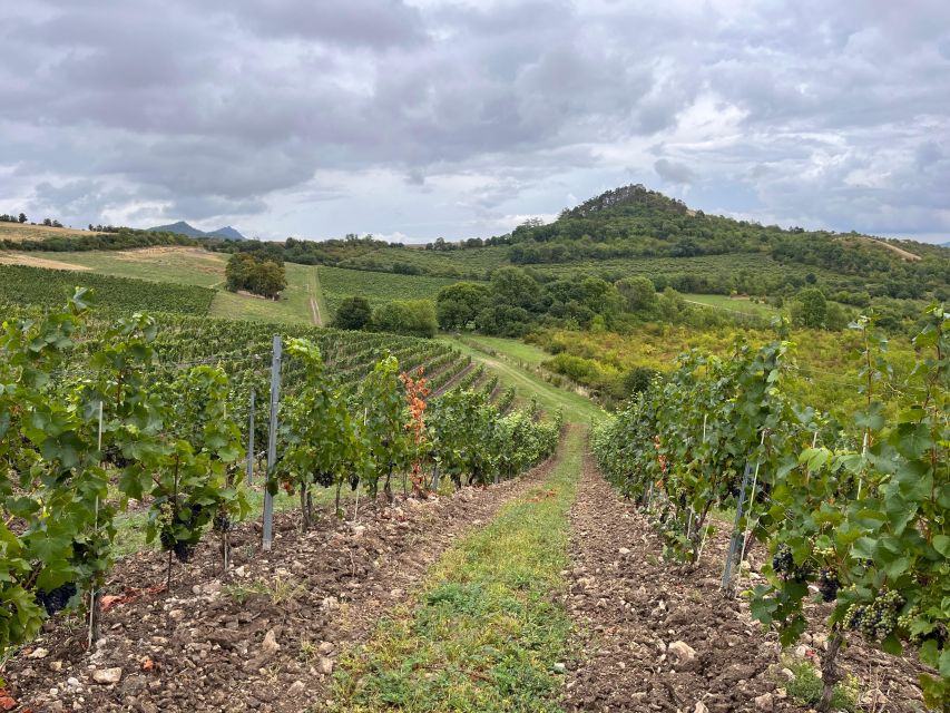 Czech Vineyards and Wine Tasting 4WD Tour with Lunch - What the strong feedback tells you