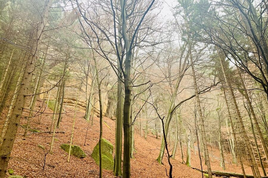 From Prague: Bohemian and Saxon Switzerland Full-Day Tour - Should you book the Bohemian and Saxon Switzerland tour?
