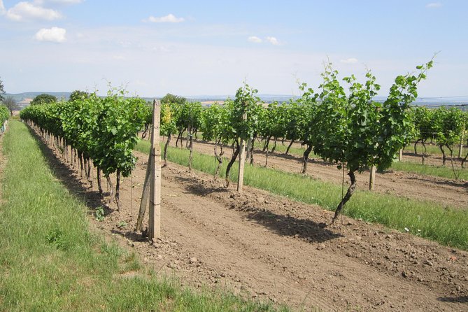 Moravian wine trails - Valtice and its 1430s wine cellars