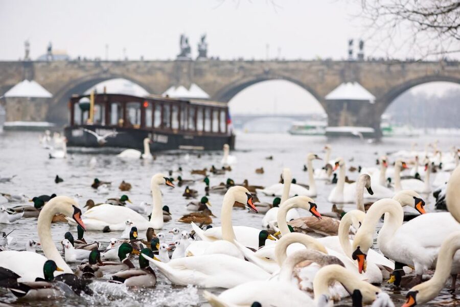Prague: 1.5-Hour River Boat Cruise and Guided Tour - Seeing Kampa Island and the National Theatre along the way