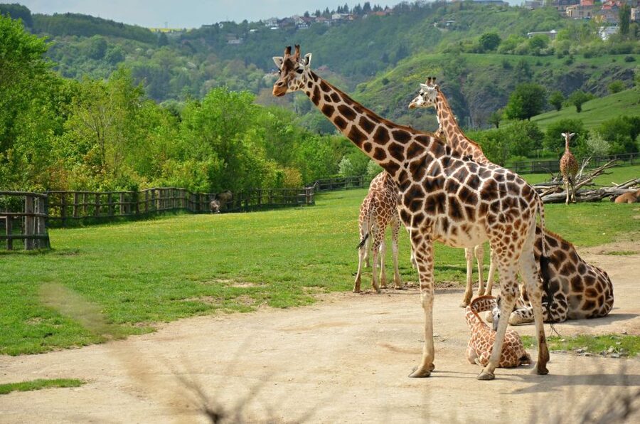 Prague: Boat Ride to the Zoo and Admission Ticket - Key points to know