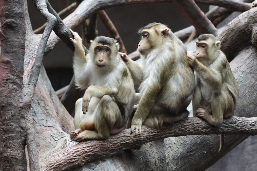 Prague: Boat Ride to the Zoo and Admission Ticket - Five hours at the zoo is useful, but timing matters