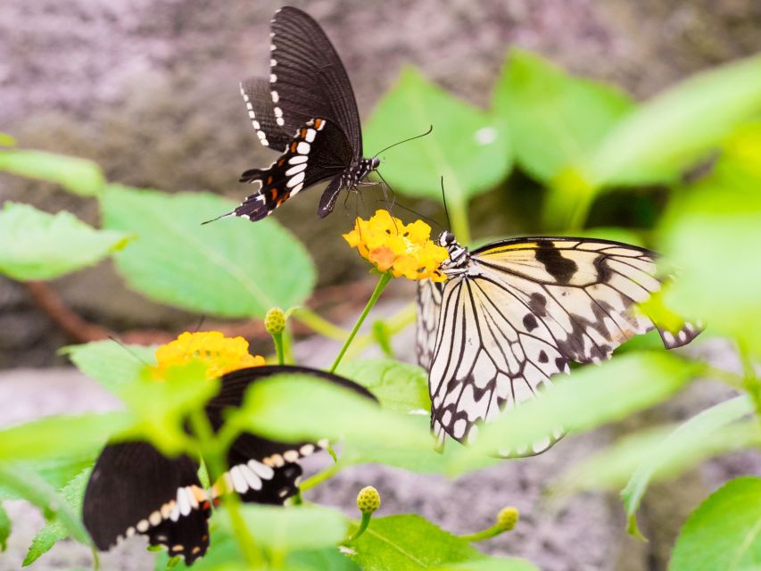 Prague: Papilonia Butterfly House - The best photo opportunities are close up