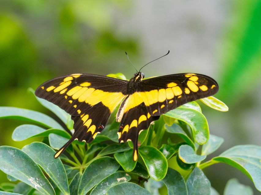 Prague: Papilonia Butterfly House - How long should you stay?