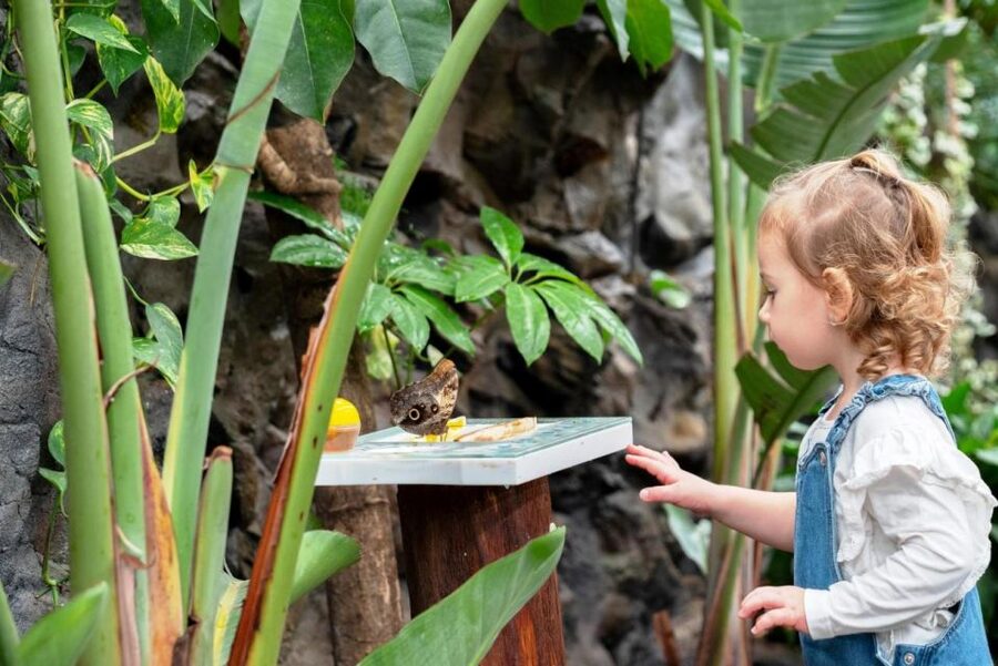 Prague: Papilonia Butterfly House - What the $9 ticket is really worth