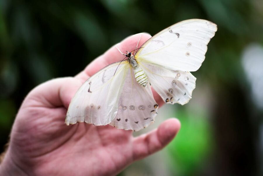 Prague: Papilonia Butterfly House - Families, couples, and nervous visitors