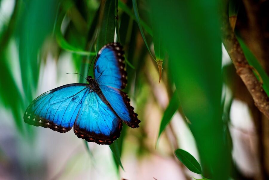Prague: Papilonia Butterfly House - What Papilonia does well, and what it could improve