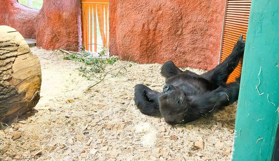 Prague: Prague Zoo Audio Guide with E-Ticket - What the zoo itself is like