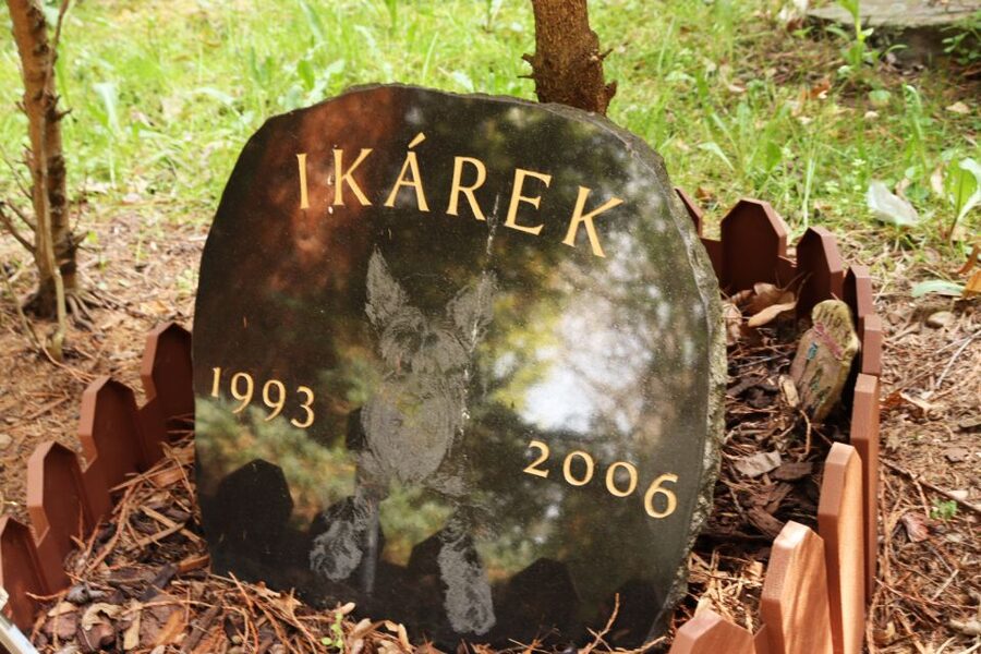 Prague: Psychiatric Hospital and Abandoned Cemetery Tour - The Abandoned Bohnice Cemetery