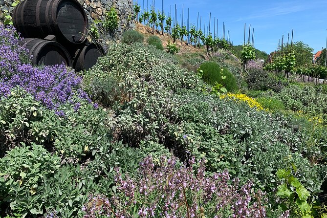 Prague´s Hidden Vineyards Private Tour - Prague’s wine story begins in a city park