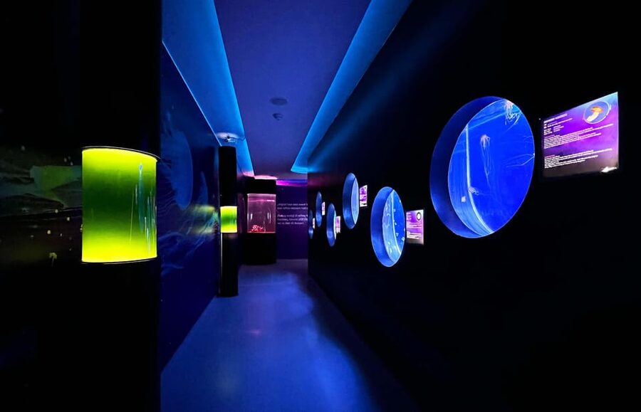 Prague: The World Of Jellyfish Entry Ticket w/ Drink - What the rooftop mall location changes