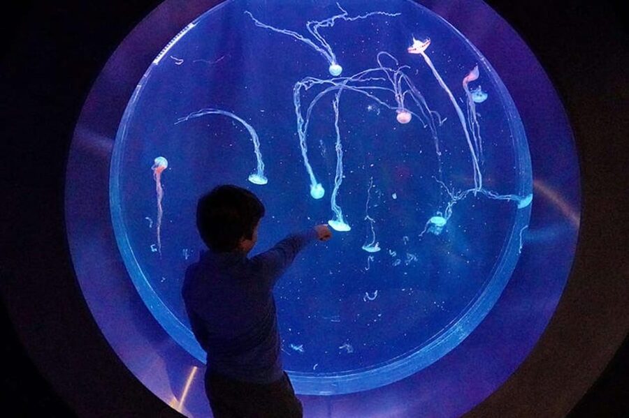 Prague: The World Of Jellyfish Entry Ticket w/ Drink - Video mapping turns a quiet subject into a show