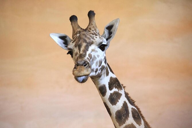 Prague Zoo Admission Ticket including Round Trip Transfer - A Long, Easygoing Day on the Vltava