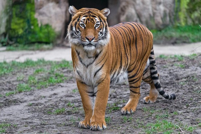 Prague Zoo Admission Ticket including Round Trip Transfer - African Savanna, African House, and the Hippo House