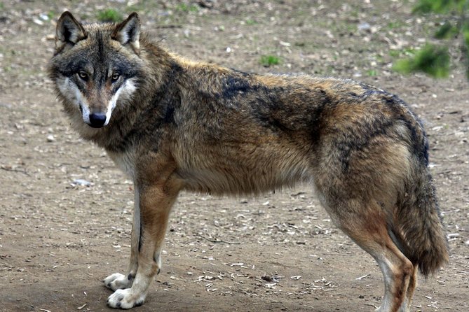 Prague Zoo Admission Ticket including Round Trip Transfer - Felines, Reptiles, and the Monkey Areas