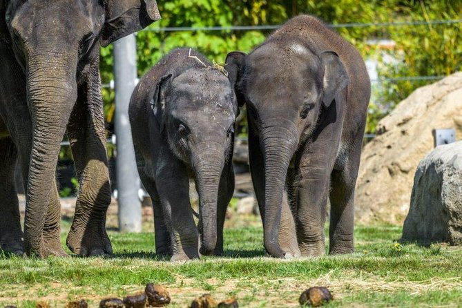 Prague Zoo Admission Ticket including Round Trip Transfer - Entering Prague Zoo and Planning Your Route
