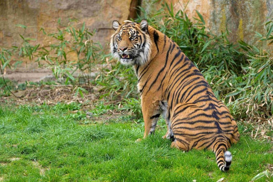 Prague Zoo: Skip-the-Line Entry Ticket - Elephants, giraffes, and the big animal highlights