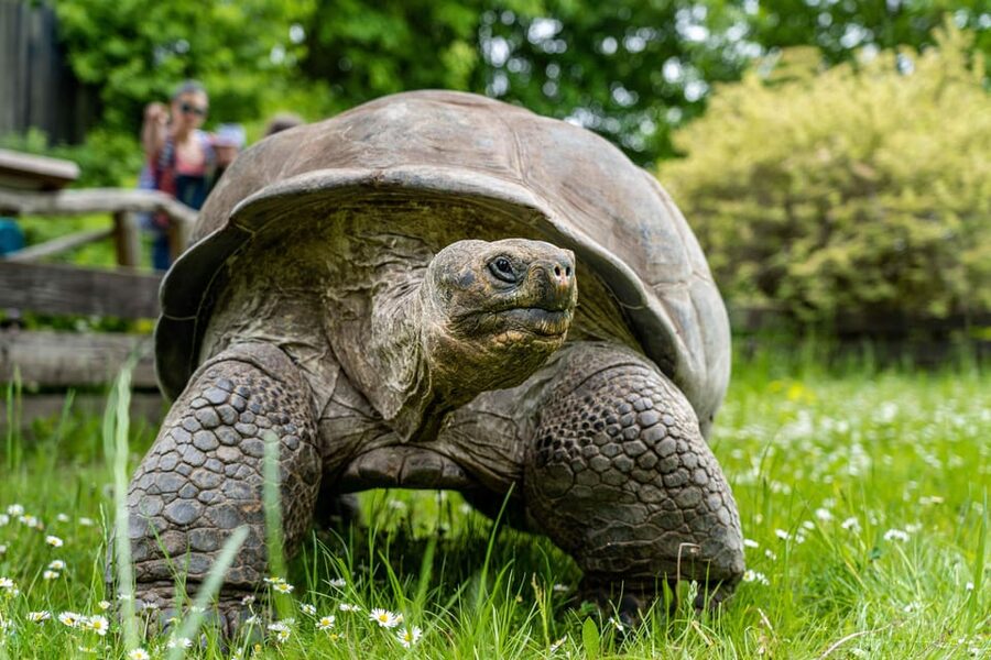 Prague Zoo: Skip-the-Line Entry Ticket - Allow four to six hours for the full circuit