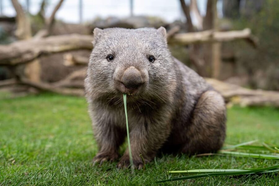 Prague Zoo: Skip-the-Line Entry Ticket - Food, toilets, and practical comfort