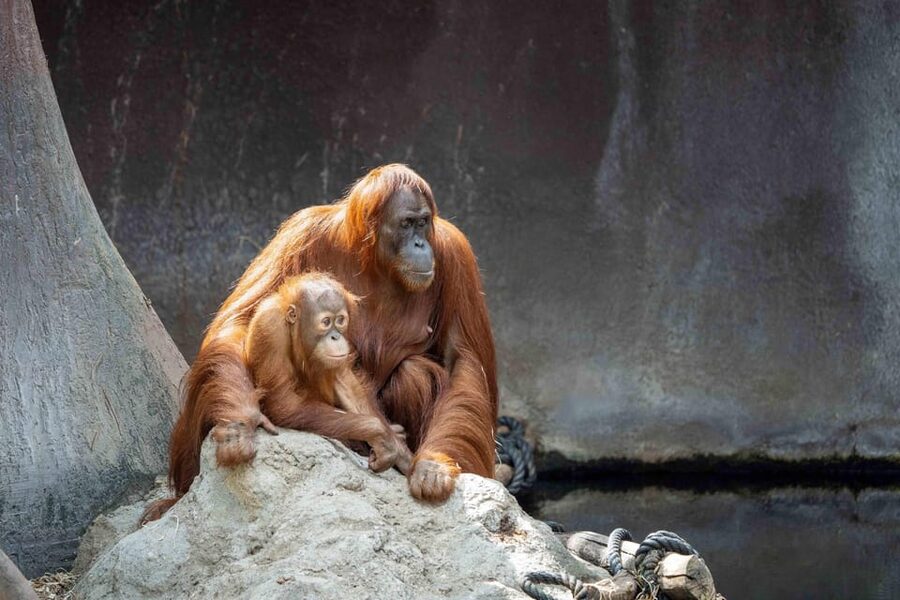 Prague Zoo: Skip-the-Line Entry Ticket - Who will enjoy Prague Zoo most