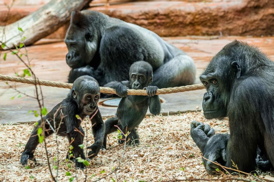 Prague Zoo: Skip-the-Line Entry Ticket - Start early at the main entrance