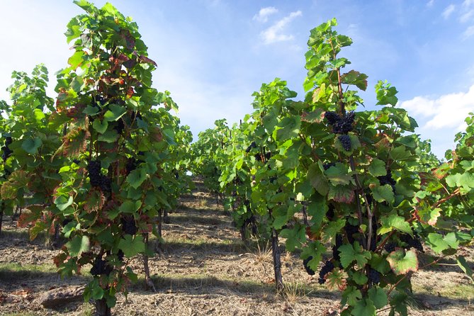 Wine Tasting Day Trip from Prague to Melnik - Why Mělník makes a smart day trip from Prague